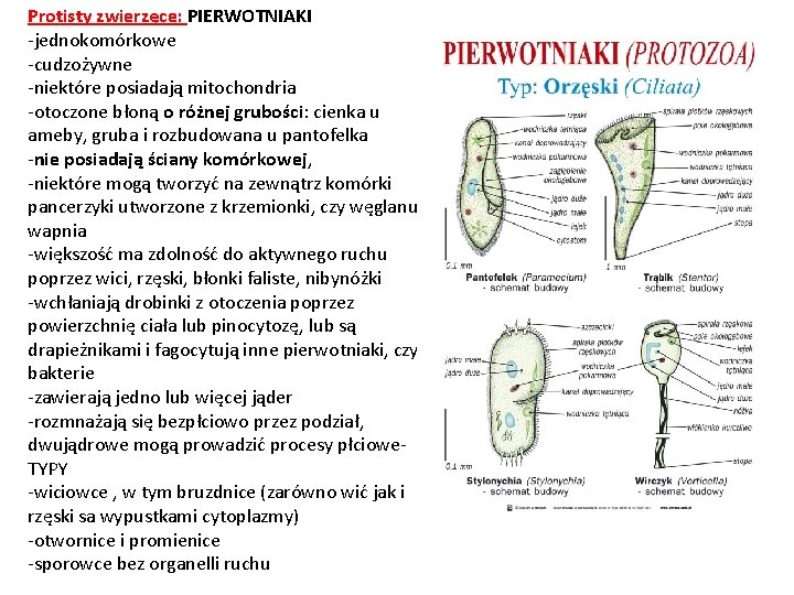 Protisty zwierzęce: PIERWOTNIAKI -jednokomórkowe -cudzożywne -niektóre posiadają mitochondria -otoczone błoną o różnej grubości: cienka