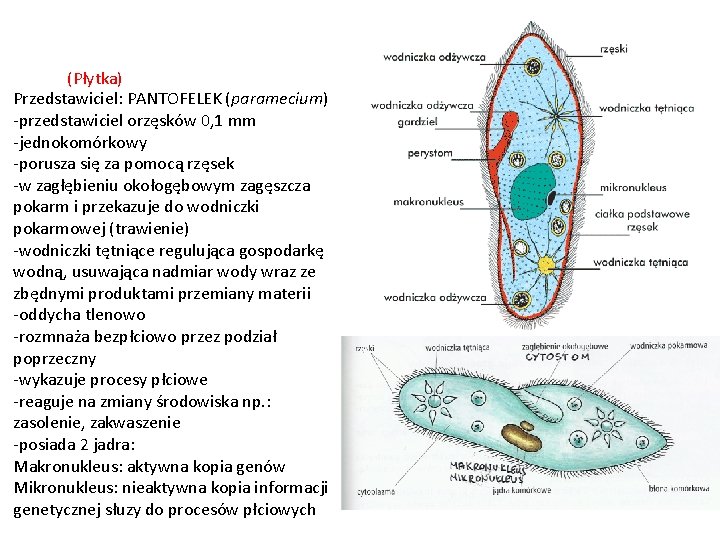 (Płytka) Przedstawiciel: PANTOFELEK (paramecium) -przedstawiciel orzęsków 0, 1 mm -jednokomórkowy -porusza się za pomocą