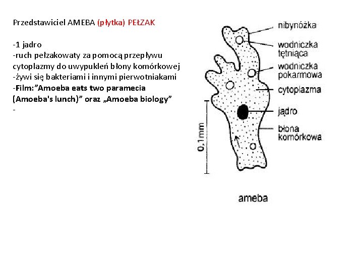 Przedstawiciel AMEBA (płytka) PEŁZAK -1 jadro -ruch pełzakowaty za pomocą przepływu cytoplazmy do uwypukleń