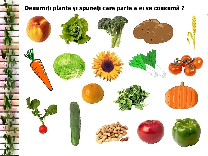 Denumiţi planta şi spuneţi care parte a ei se consumă ? 