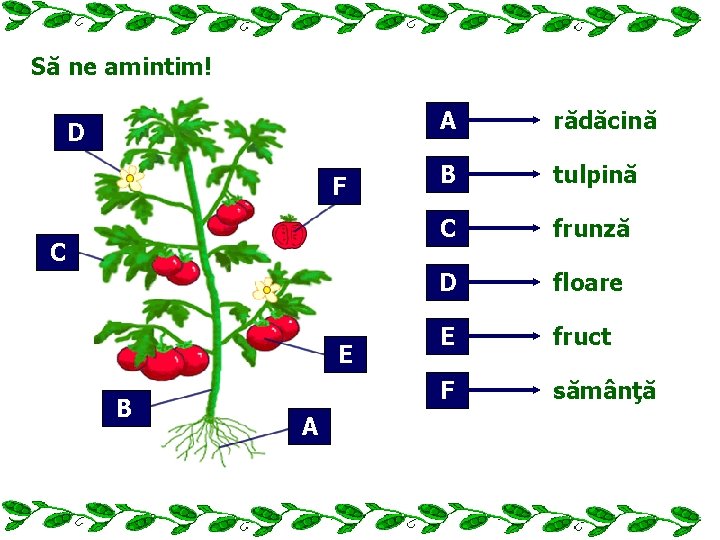 Să ne amintim! D F C E B A A rădăcină B tulpină C