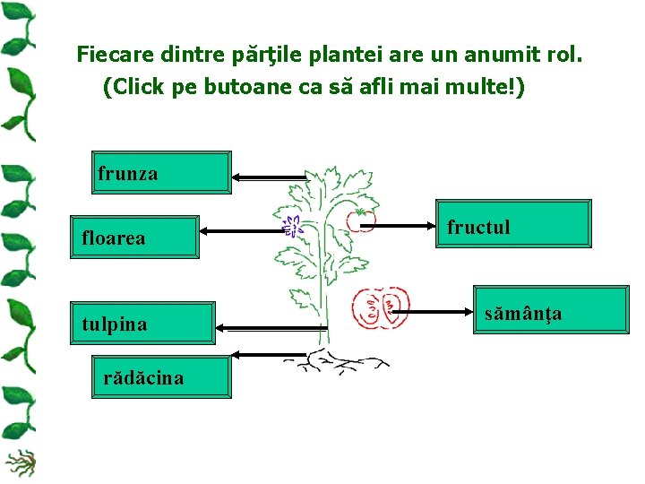 Fiecare dintre părţile plantei are un anumit rol. (Click pe butoane ca să afli