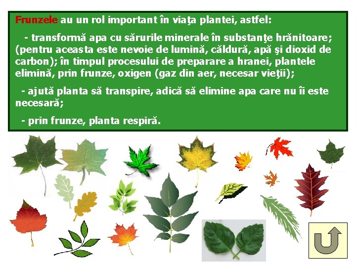 Frunzele au un rol important în viaţa plantei, astfel: - transformă apa cu sărurile