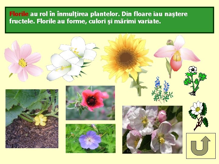 Florile au rol în înmulţirea plantelor. Din floare iau naştere fructele. Florile au forme,