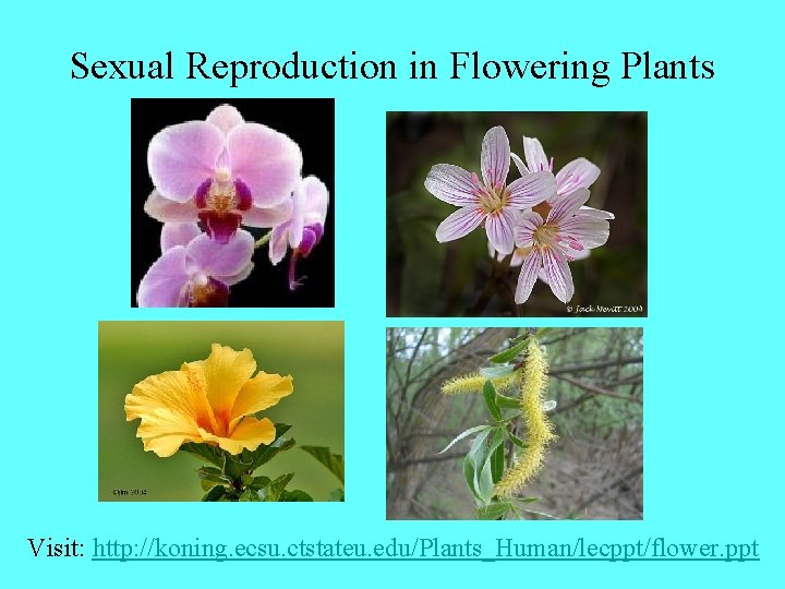 Sexual Reproduction in Flowering Plants Visit: http: //koning. ecsu. ctstateu. edu/Plants_Human/lecppt/flower. ppt 