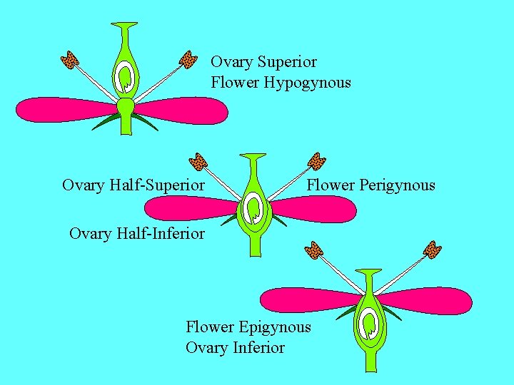 Ovary Superior Flower Hypogynous Ovary Half-Superior Flower Perigynous Ovary Half-Inferior Flower Epigynous Ovary Inferior