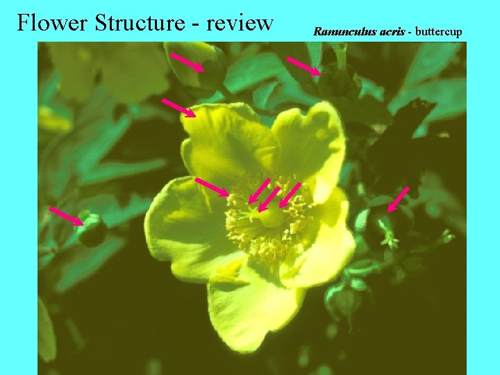 Flower Structure - review Ranunculus acris - buttercup 