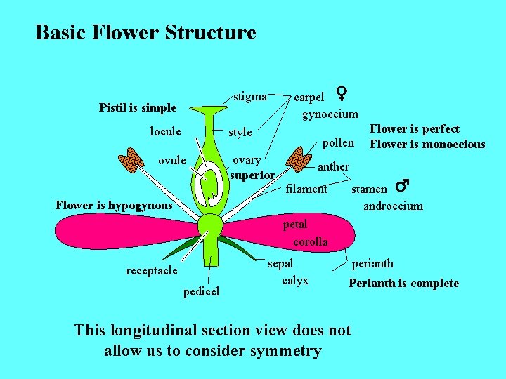 Basic Flower Structure stigma Pistil is simple locule carpel gynoecium style ovule pollen ovary