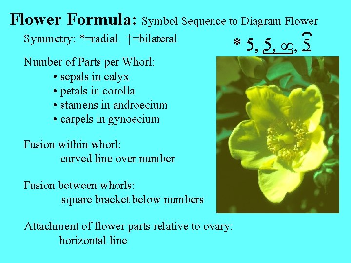 Flower Formula: Symbol Sequence to Diagram Flower Symmetry: *=radial †=bilateral * 5, 5, ,