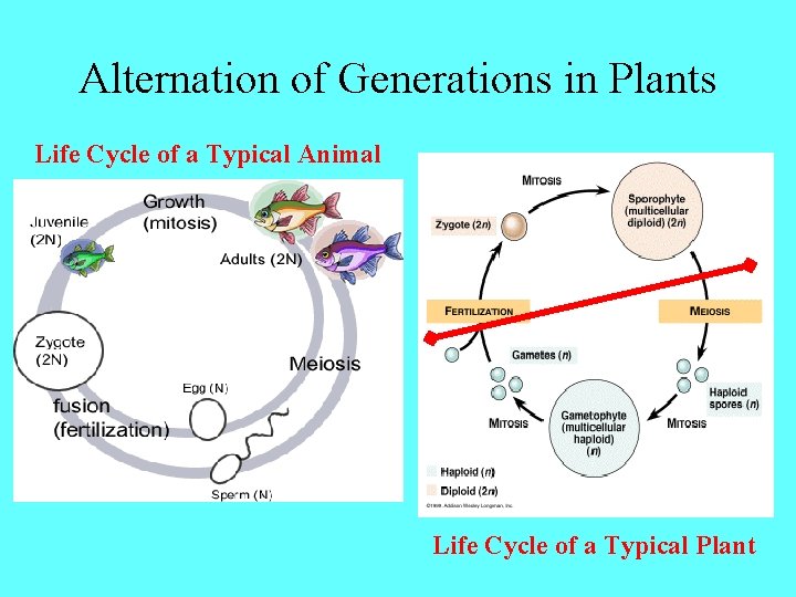 Alternation of Generations in Plants Life Cycle of a Typical Animal Life Cycle of