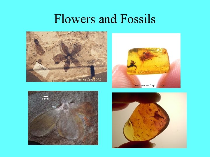 Flowers and Fossils 