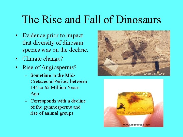 The Rise and Fall of Dinosaurs • Evidence prior to impact that diversity of