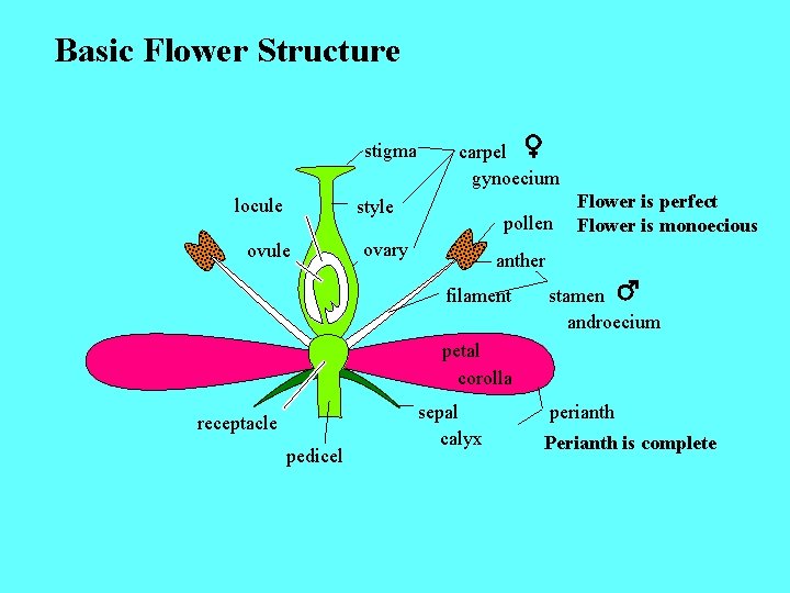 Basic Flower Structure stigma locule carpel gynoecium style ovule pollen ovary Flower is perfect