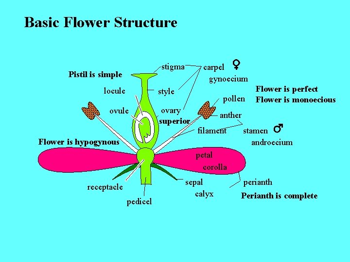 Basic Flower Structure stigma Pistil is simple locule carpel gynoecium style ovule pollen ovary