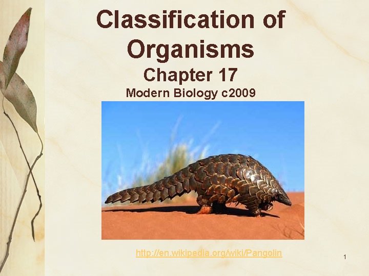 Classification of Organisms Chapter 17 Modern Biology c 2009 http: //en. wikipedia. org/wiki/Pangolin 1