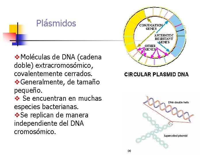 Plásmidos v. Moléculas de DNA (cadena doble) extracromosómico, covalentemente cerrados. v. Generalmente, de tamaño