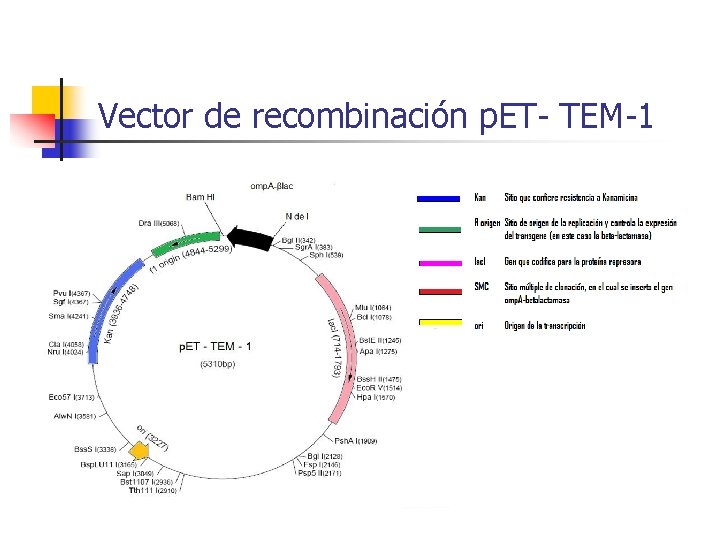 Vector de recombinación p. ET- TEM-1 