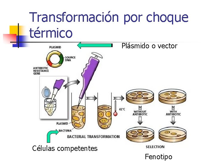 Transformación por choque térmico Plásmido o vector Células competentes Fenotipo 