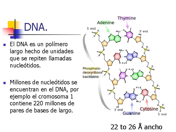 DNA. n n El DNA es un polímero largo hecho de unidades que se