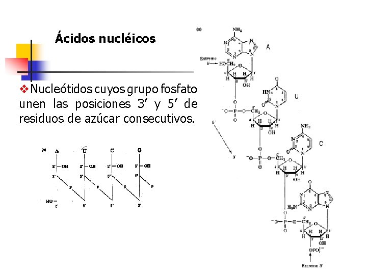 Ácidos nucléicos v. Nucleótidos cuyos grupo fosfato unen las posiciones 3’ y 5’ de