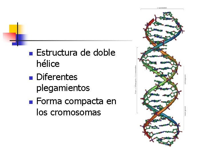 n n n Estructura de doble hélice Diferentes plegamientos Forma compacta en los cromosomas