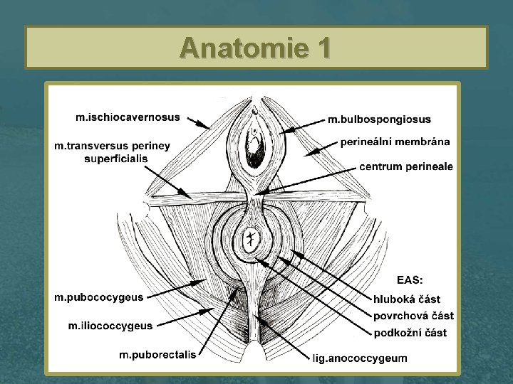 Anatomie 1 