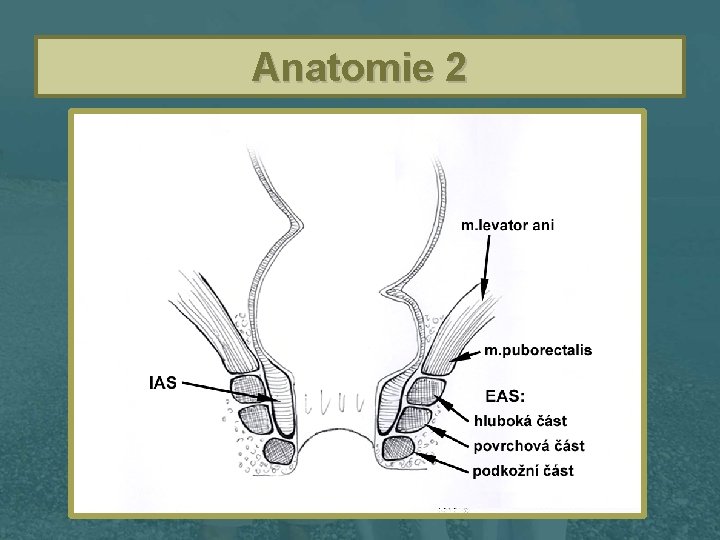 Anatomie 2 