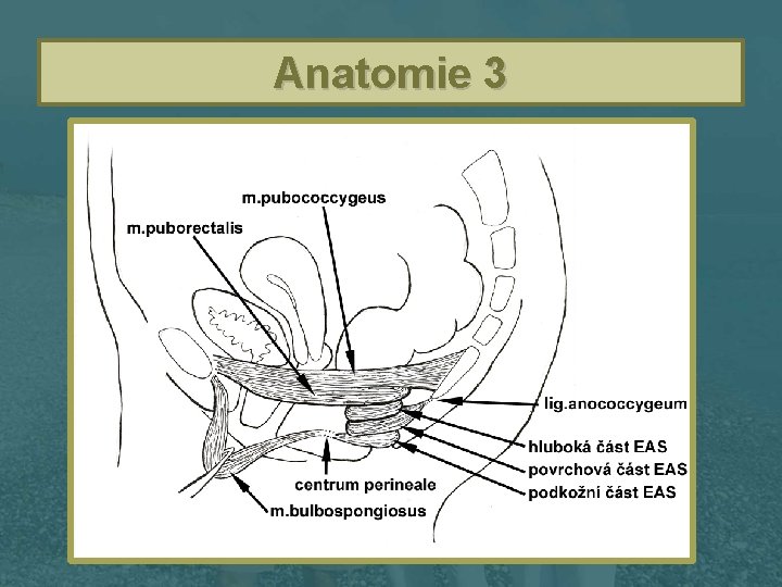Anatomie 3 