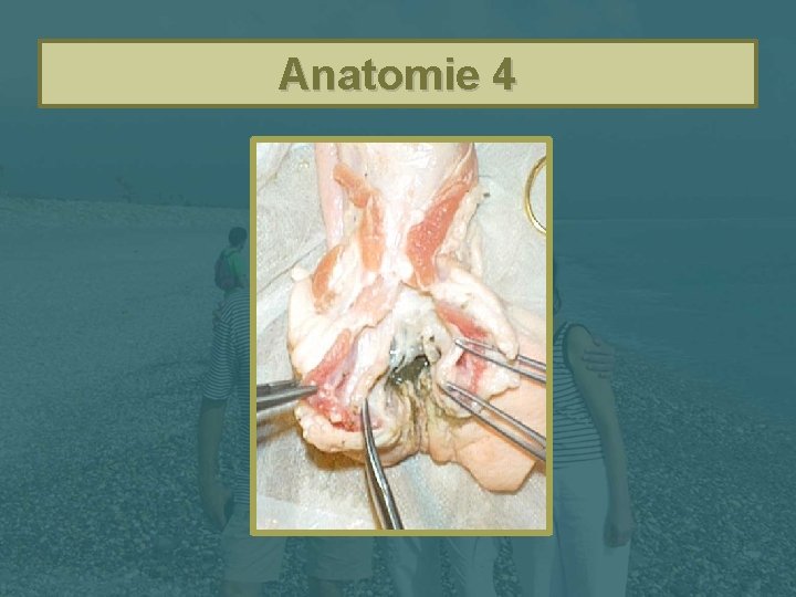 Anatomie 4 