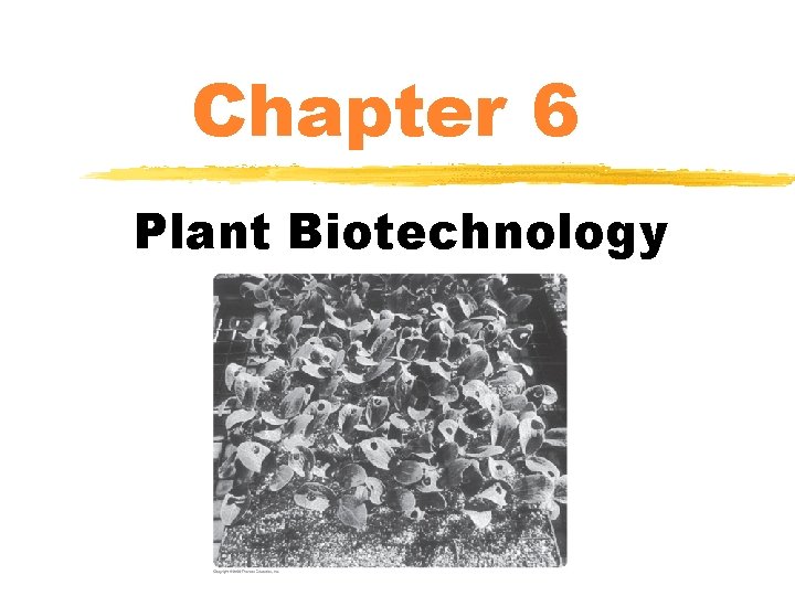 Chapter 6 Plant Biotechnology 
