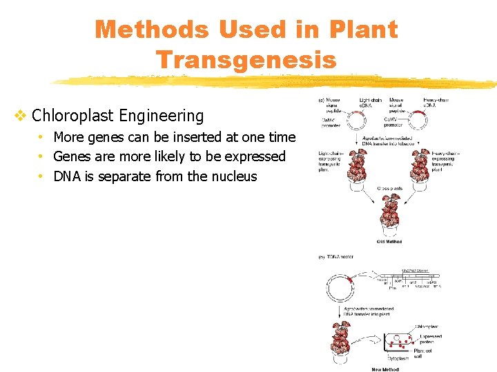 Methods Used in Plant Transgenesis v Chloroplast Engineering • More genes can be inserted