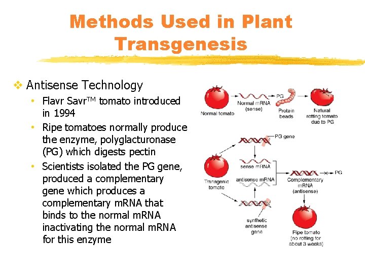Methods Used in Plant Transgenesis v Antisense Technology • Flavr Savr. TM tomato introduced