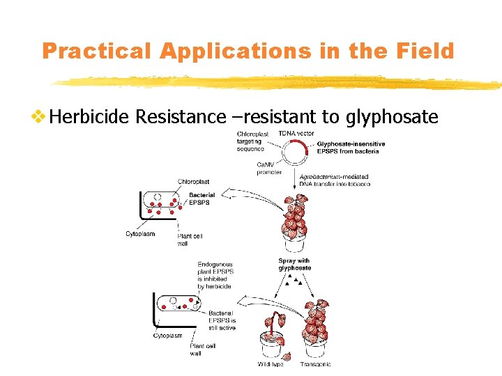 Practical Applications in the Field v Herbicide Resistance –resistant to glyphosate 