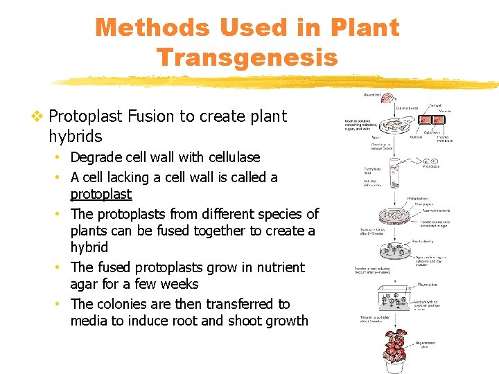 Methods Used in Plant Transgenesis v Protoplast Fusion to create plant hybrids • Degrade