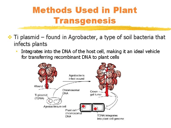Methods Used in Plant Transgenesis v Ti plasmid – found in Agrobacter, a type