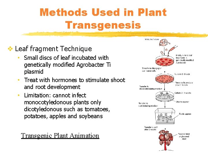 Methods Used in Plant Transgenesis v Leaf fragment Technique • Small discs of leaf