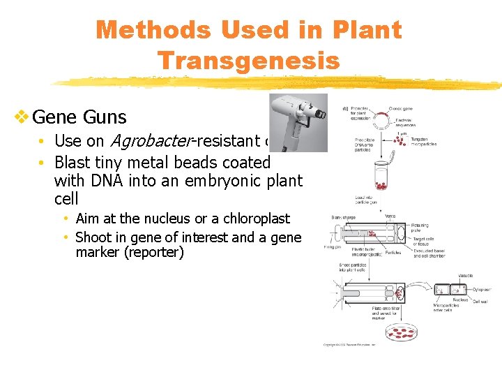 Methods Used in Plant Transgenesis v Gene Guns • Use on Agrobacter-resistant crops •