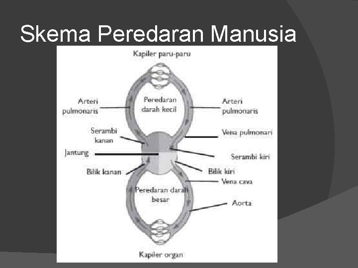 Skema Peredaran Manusia Skema Peredaran Manusia