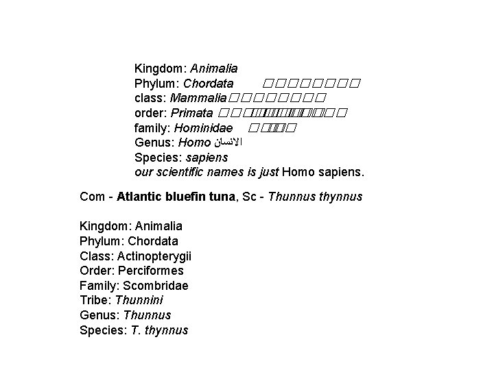 Kingdom: Animalia Phylum: Chordata ���� class: Mammalia���� order: Primata ������� �� ����� family: Hominidae