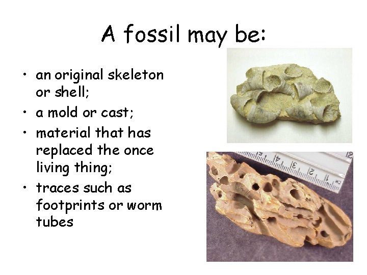 A fossil may be: • an original skeleton or shell; • a mold or