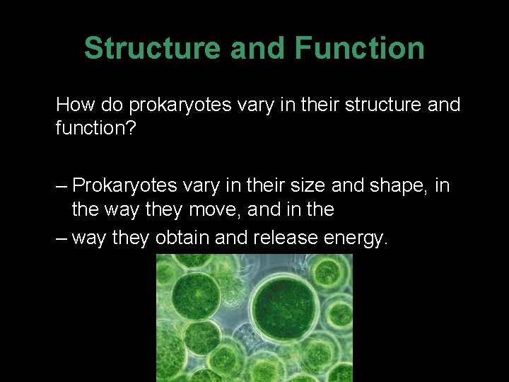 Structure and Function How do prokaryotes vary in their structure and function? – Prokaryotes