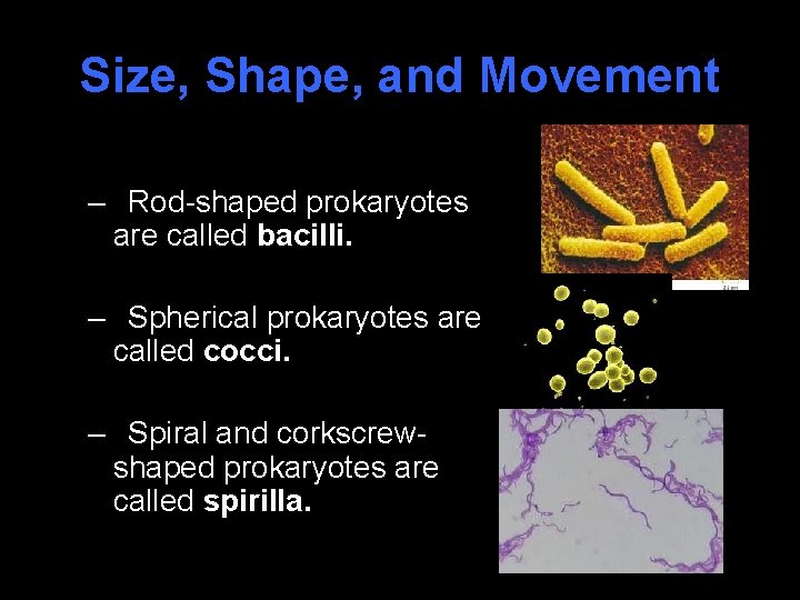 Size, Shape, and Movement – Rod-shaped prokaryotes are called bacilli. – Spherical prokaryotes are