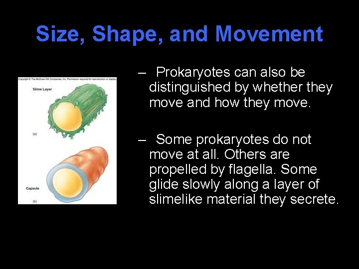 Size, Shape, and Movement – Prokaryotes can also be distinguished by whether they move