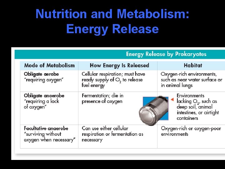 Nutrition and Metabolism: Energy Release 