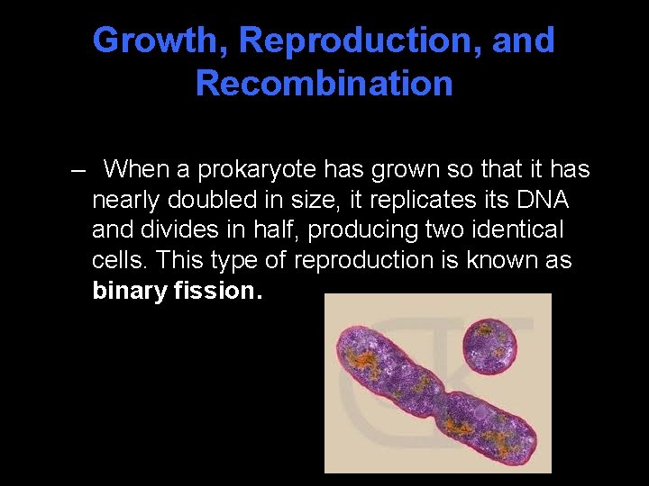 Growth, Reproduction, and Recombination – When a prokaryote has grown so that it has