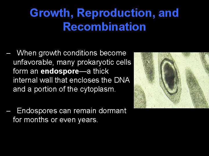 Growth, Reproduction, and Recombination – When growth conditions become unfavorable, many prokaryotic cells form