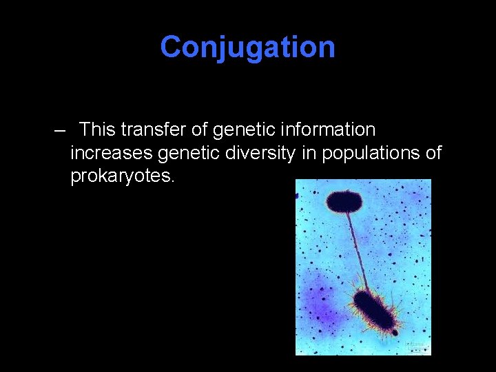 Conjugation – This transfer of genetic information increases genetic diversity in populations of prokaryotes.