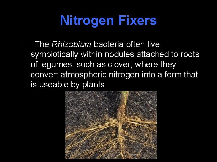Nitrogen Fixers – The Rhizobium bacteria often live symbiotically within nodules attached to roots
