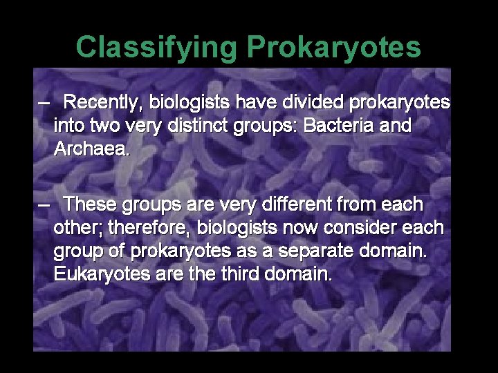 Classifying Prokaryotes – Recently, biologists have divided prokaryotes into two very distinct groups: Bacteria