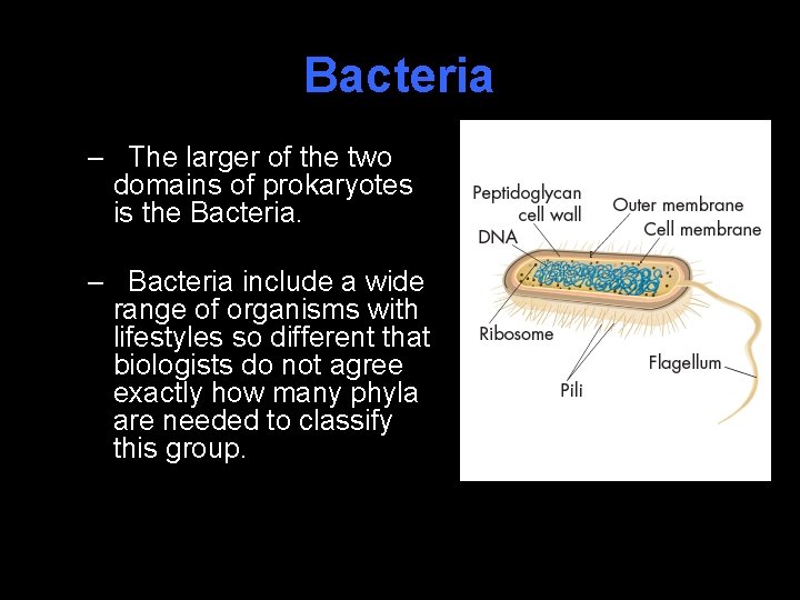 Bacteria – The larger of the two domains of prokaryotes is the Bacteria. –